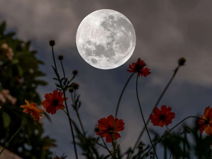 Superluna llena en Tauro de noviembre 2025: qué energía trae y cómo aprovecharla signo por signo