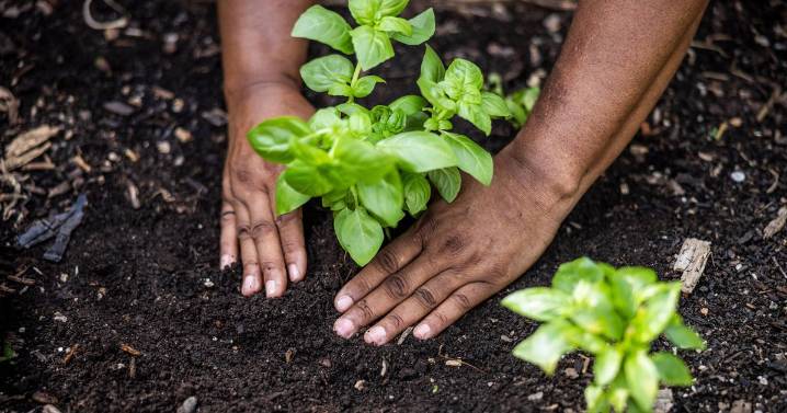 Gardeners urged to complete simple task in November to protect soil from freezing