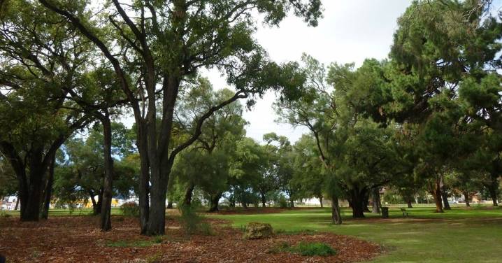 Perth news: Town of Victoria Park mishap sees unauthorised removal of 46 trees from Elizabeth Baillie Park redevelopment