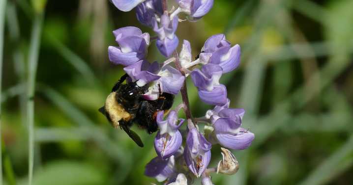 This Colorado Gives season, People & Pollinators wants spring gardens to buzz with life