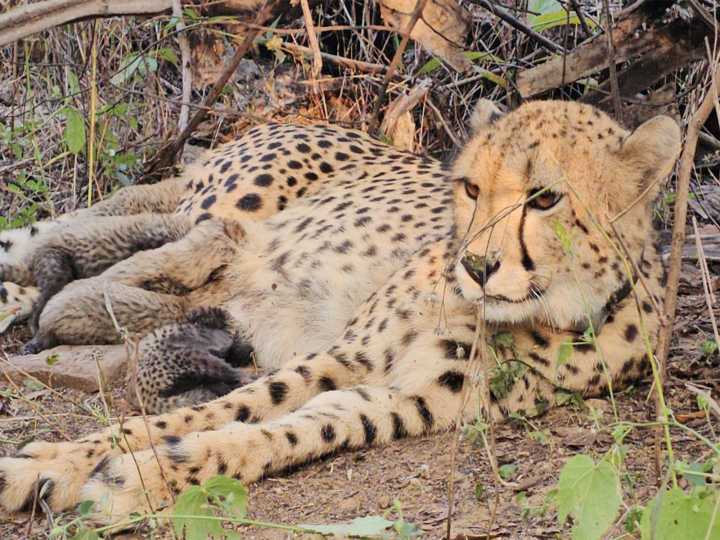 Indian-born cheetah Mukhi gives birth to 5 cubs at Kuno