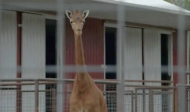 Kipekee, rare spotless giraffe at Tennessee zoo, dies