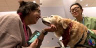 Wellstar Children’s Hospital facility dog Nugget retires after 8 years