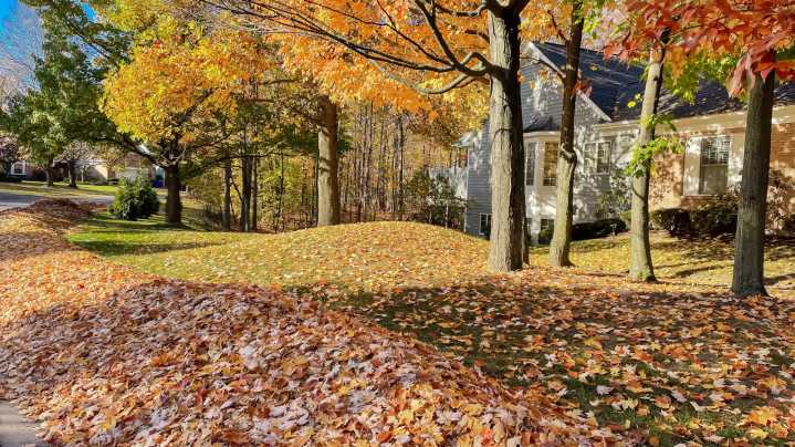 Are There Too Many Fallen Leaves In Your Yard? Here's An Easy Way To Tell