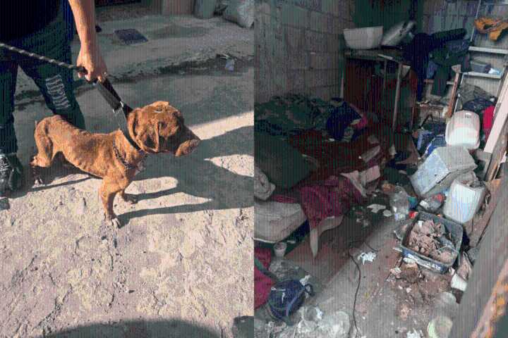 Rescatan a dos perritos y un gatito que vivían entre basura y sufrían maltrato en Tijuana