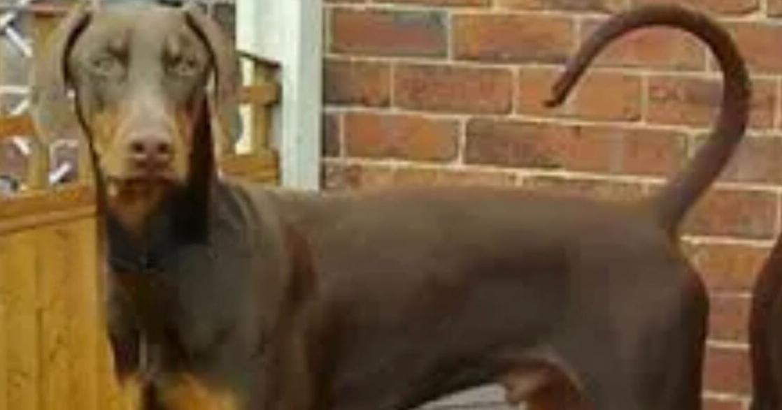 Spencer County authorities investigating after dog tied to pole, shot and killed