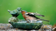 Never use bleach in your birdbath — this cheap pantry staple is safer and more effective