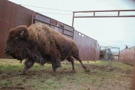 American Prairie sues Montana DNRC for bison grazing permits