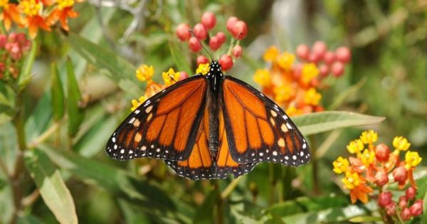 La planta que da flores, atrae mariposas, perfuma tu jardín y es ideal para la primavera