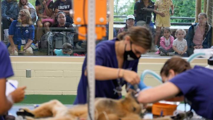 NJ zoo lets visitors watch vets treat animal patients