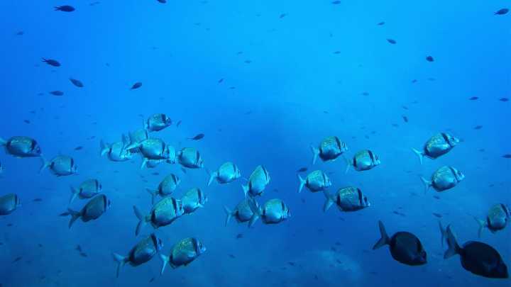 A new study warns deep-sea mining could disrupt the marine food web, impacting what we eat