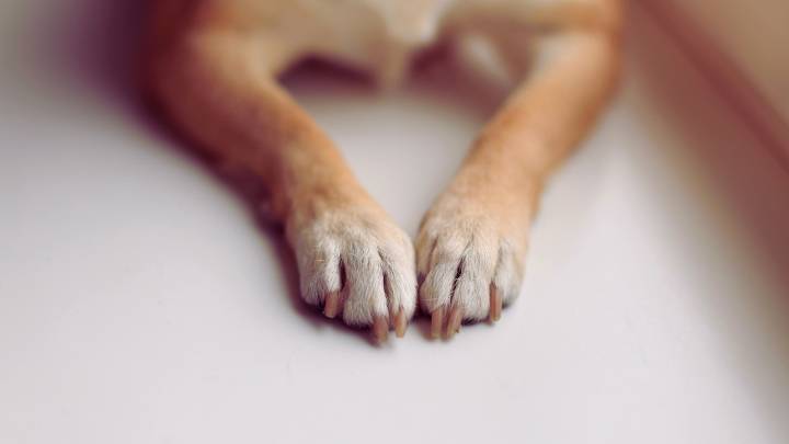 Woman seeks answers after re-homed pit bull found dead, hanging in Perry County basement