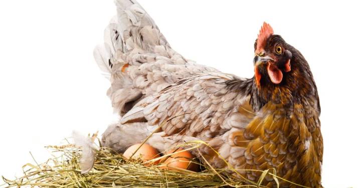 Which comes first? The chickens or the eggs?