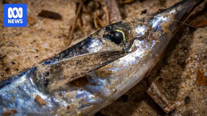 What is the new species detected in SA's algal bloom?