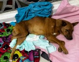 El perrito Francisco lucha por volver a caminar