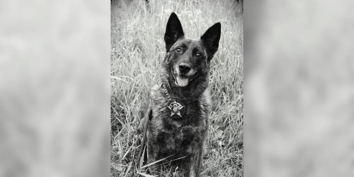 Adams County Sheriff’s Office mourns loss of former K9