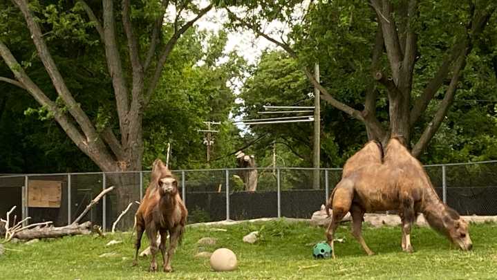 Beloved Detroit Zoo camel Tula had ligament condition, dies at age 6