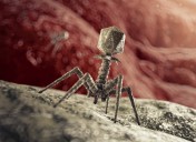 Entirely Synthetic Bacteriophages Could Treat Antibiotic