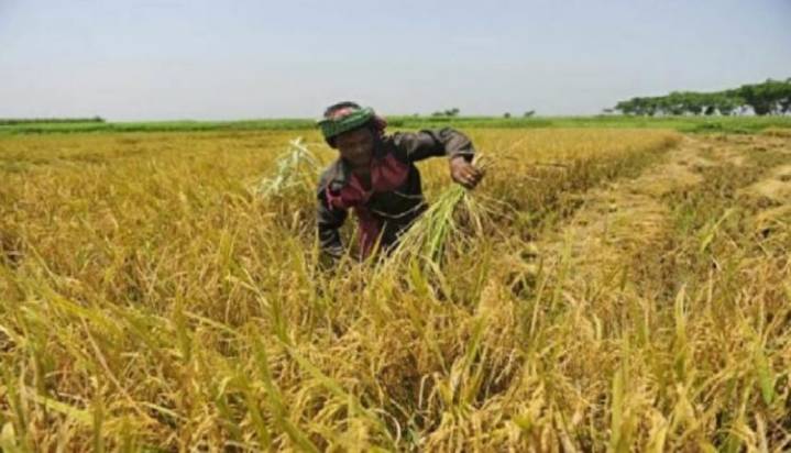 Odisha Boosts Farmer Support: Paddy MSP Up By Rs 69 With Rs 800 Subsidy