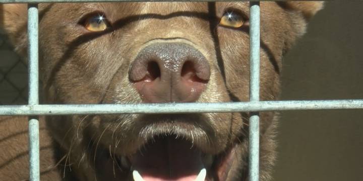 Tri-State animal shelter offering free adoptions amid overcrowding