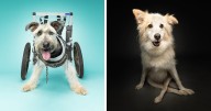 30 Dogs With Disabilities Who Might Steal Your Heart