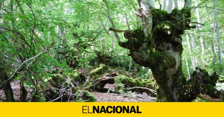 La bonita ruta que debes hacer este otoño en Cataluña (y no es la Fageda d'en Jordà)
