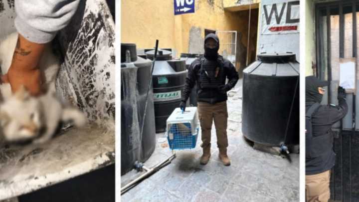 Rescatan un Gatito durante Cateo en Edificio del Centro Histórico de Puebla
