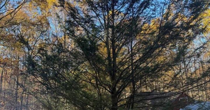 Live Trees: Choosing Plantable Decor for the Holiday