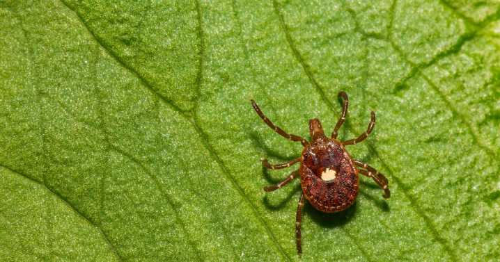 A man developed an allergy to meat after being bitten by a tick. Weeks later, he died.