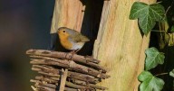 Simple November task will help robins survive the winter