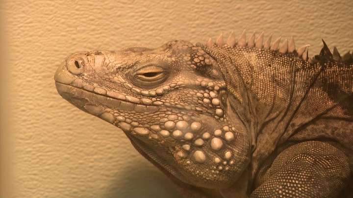 Inside Scales & Tails Utah: The interactive reptile experience bringing guests face-to-face with nature’s most misunderstood creatures