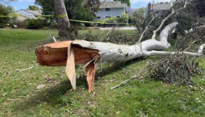Niño pierde la vida tras caerle una rama mientras jugaba con su familia