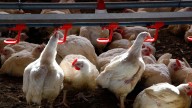 ¿Qué riesgo hay de que la gripe aviar H5N1 se transmita a humanos por alimentos contaminados?