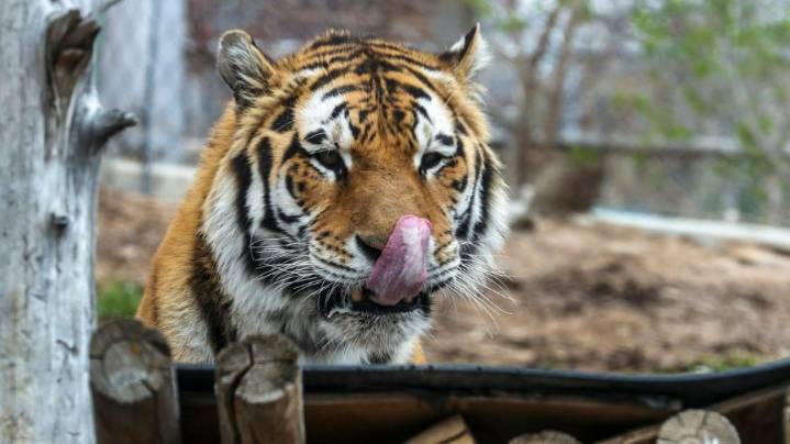Utah's Hogle Zoo announces death of its 15