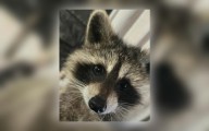 Derby pizza shop owners defend choice to keep raccoon as pet