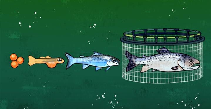 What we’ve done to the salmon