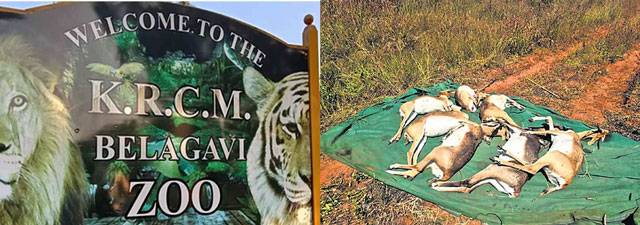 Belagavi: Blackbuck death toll climbs to 29 at Kittur Chennamma Mini Zoo