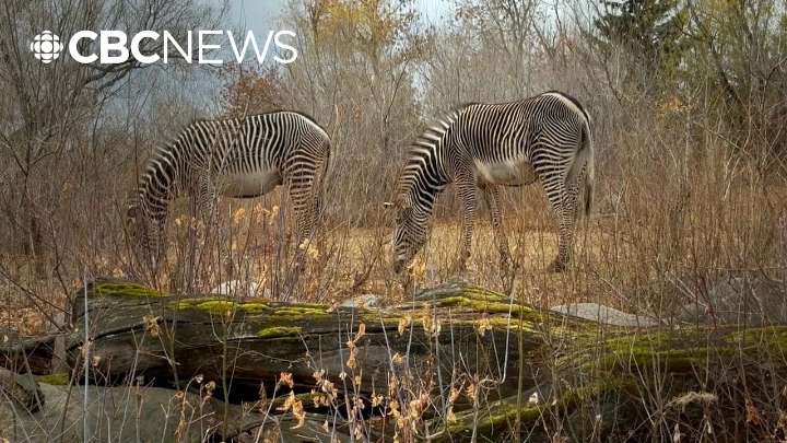 The Edmonton Valley Zoo says goodbye to its zebras