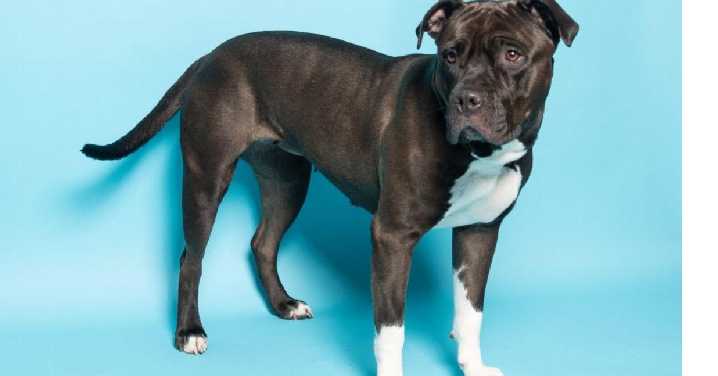 AWLA's Pawfect Match of the Week 