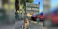 Maltrato animal: imputaron a dos hombres acusados de torturar y matar a un perro en Jujuy