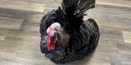 Pet turkey recovering after dog attack