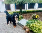 Irish president’s dog Misneach soaks up last days in stately home