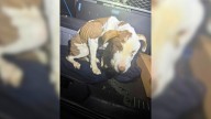 Pennsylvania Police Officer’s Routine Day Turns Into A Race To Save A Pup On The Brink Of Collapse
