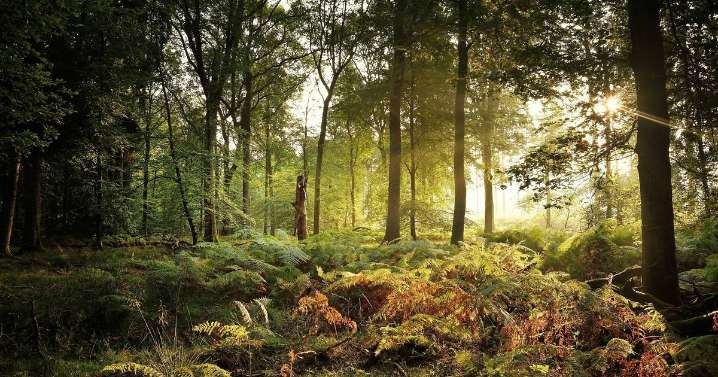 Forest and lakeside beauty spot just an hour from Cardiff looks great even in winter and has lovely café