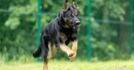 Police dog sniffs out suspected drug dealer hiding on roof