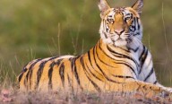 Farmer killed in tiger attack in Karnataka’s Mysuru