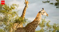 How giraffes survive on less than two hours of sleep and still stay alert to predators in the wild