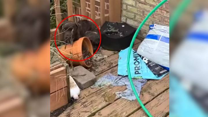 Missouri Woman Was Stunned To Find A Tiny Visitor On Her Porch