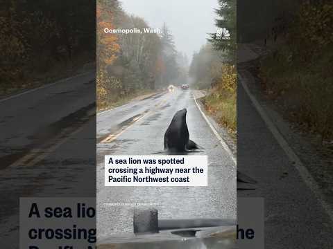 A sea lion was spotted crossing a highway near the Pacific Northwest coast