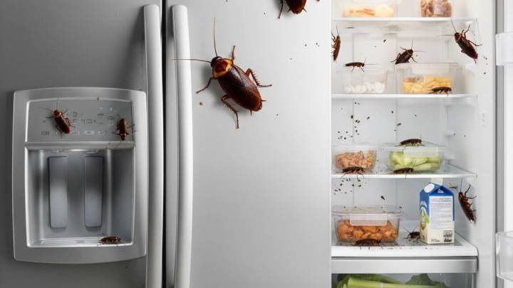 Cómo alejar a las cucarachas de los alimentos de casa usando un poco de cebolla: repelente casero efectivo